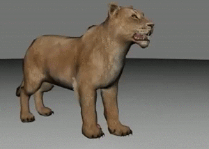 Gif animé lionne se couche